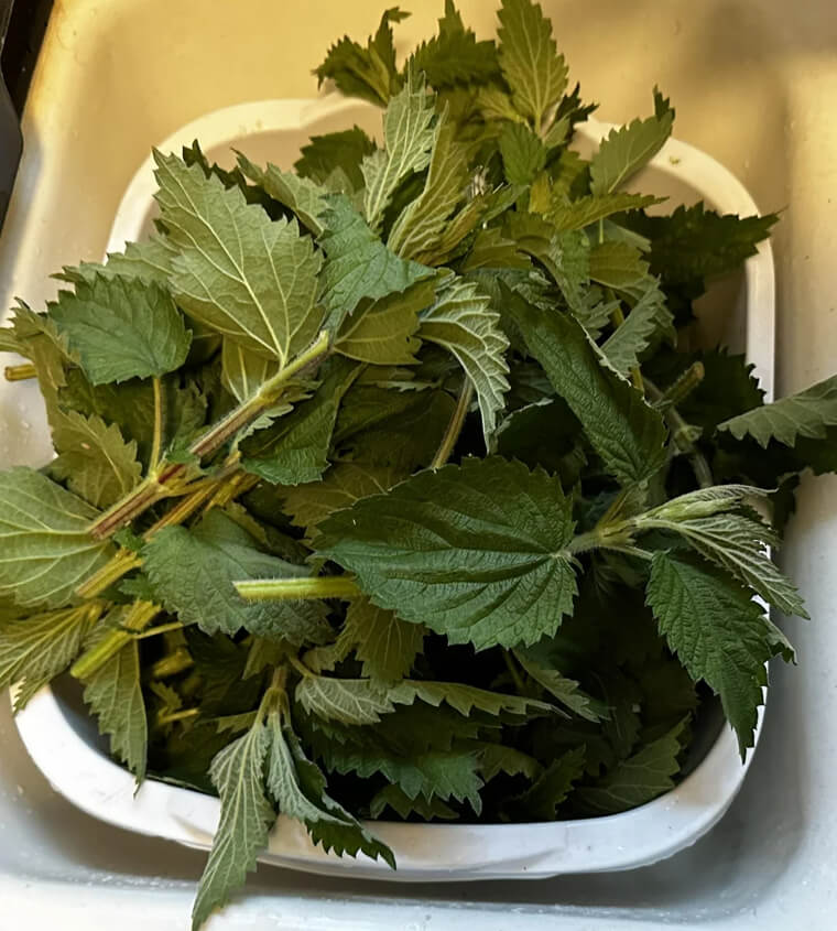 Nettles