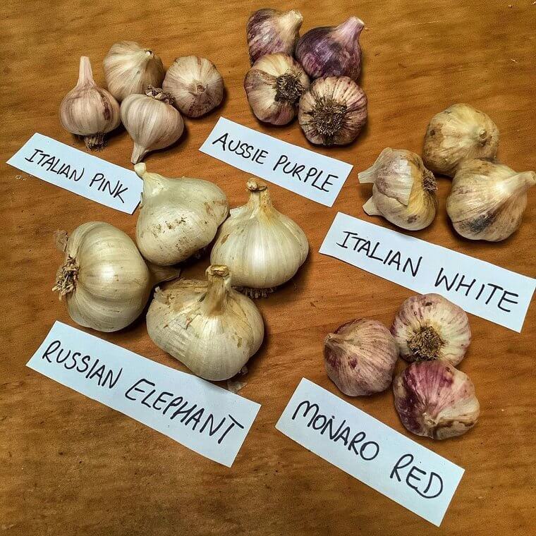 Garlic