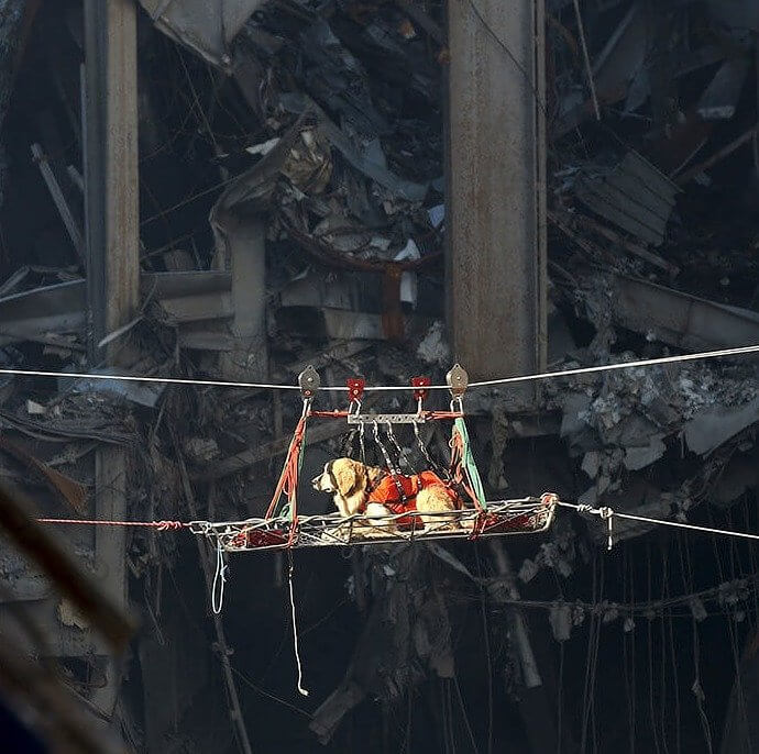 Rescue Dog Being Moved Away From the World Trade Center