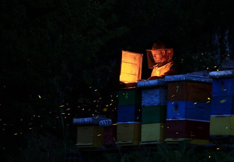 The Glowing Firefly Festivals of Rural Japan