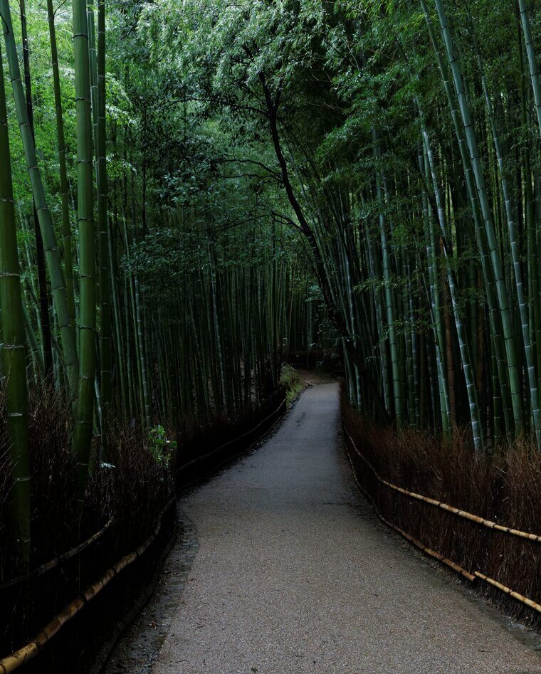 Wandering Through the Bamboo Groves of Arashiyama