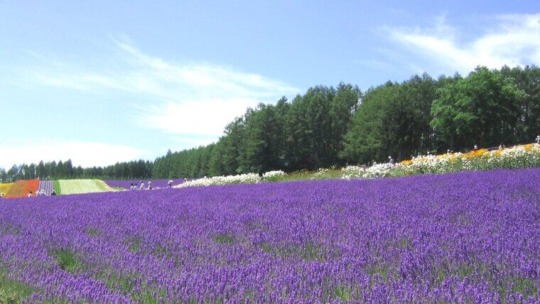 The Lavender Fields of Furano in Hokkaido