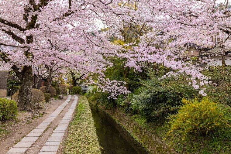 The Cherry Blossoms Along the Philosopher's Path