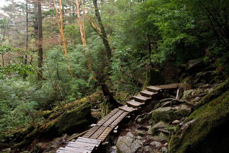 Hiking the Trails of Yakushima Island