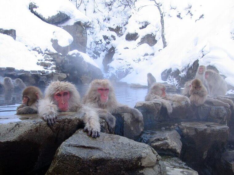 Trekking Through the Snow Monkeys of Jigokudani