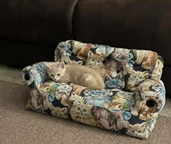 The Perfect Couch For A Cat