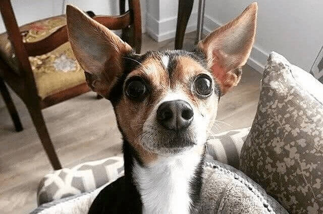 Nem todos os cães são iguais, mesmo entre irmãos