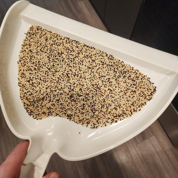 Quinoa