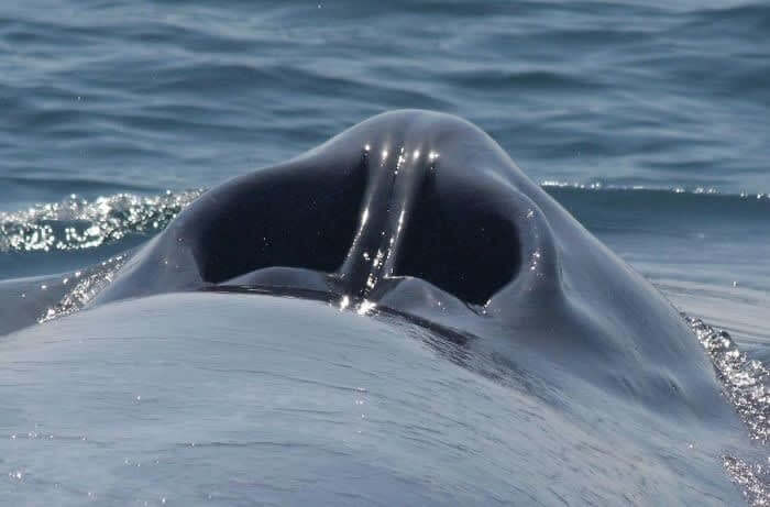 Whale's Blowhole