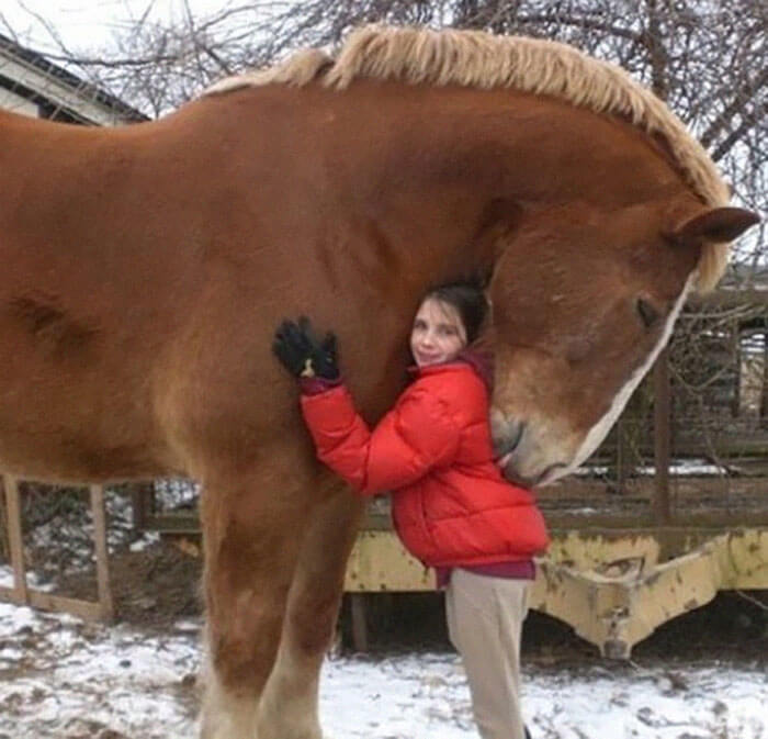 A Real Gentle Giant