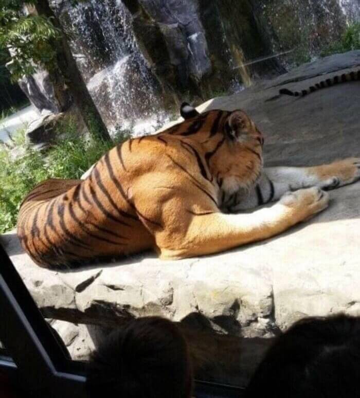 Tony The Tiger Has Been Hitting The Gym