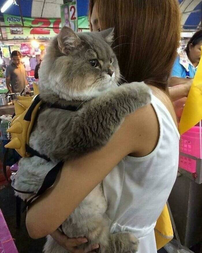 Furry Baby Or Massive Cat?