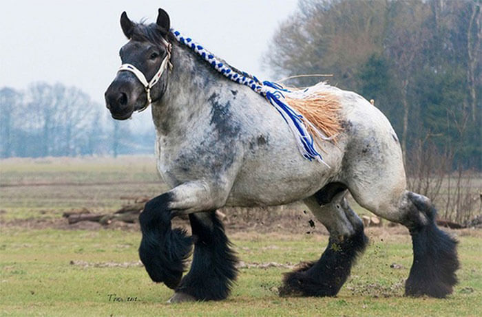 The Ardennes Horse Dates Back To Ancient Rome