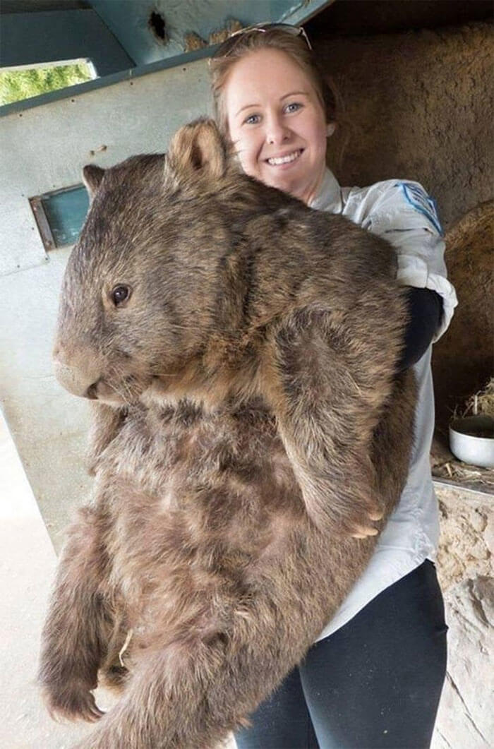 The Oldest Wombat That Ever Lived