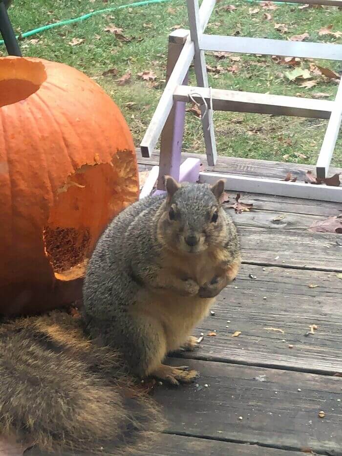 Sadie The Squirrel Ate 3 Jack O' Lanterns