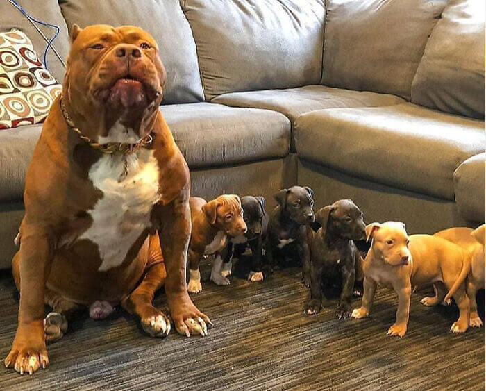 Hulk And His Puppies