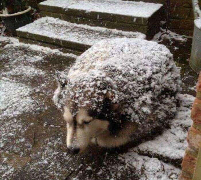 Hedgehog Or Snowy Dog