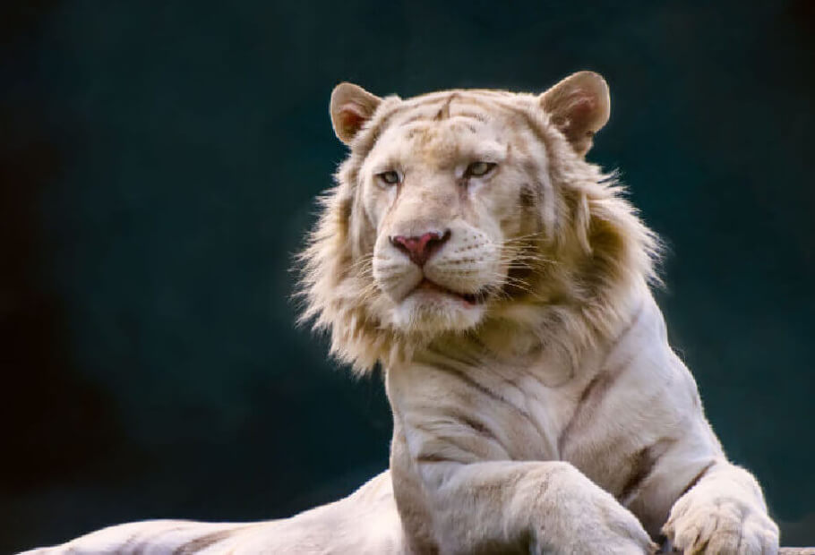 30+ Tiere, Die Möglicherweise Die Absolut Größten Ihrer Art Sind