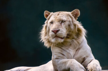 Animals That May Just Be The Absolute Biggest Of Their Species