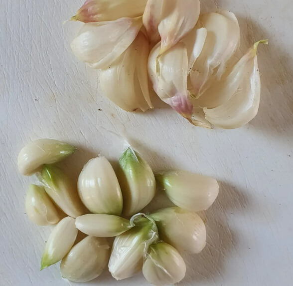 Garlic