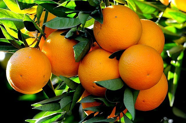 Oranges