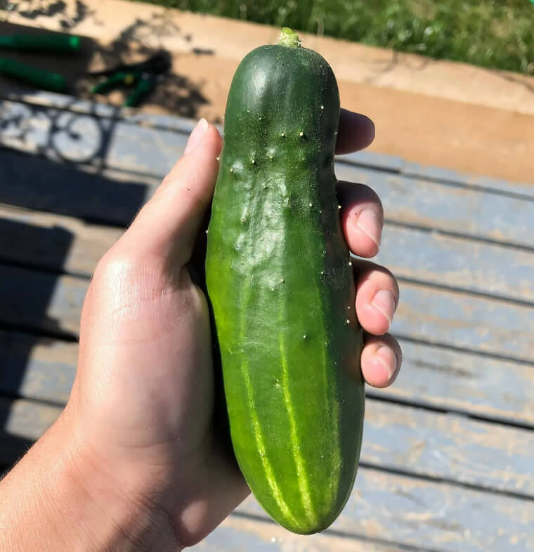 Cucumber
