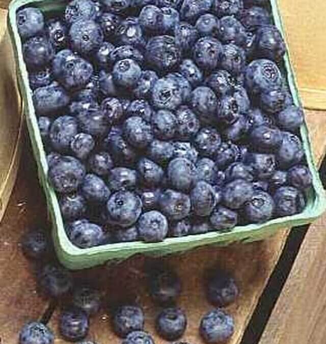 Blueberries