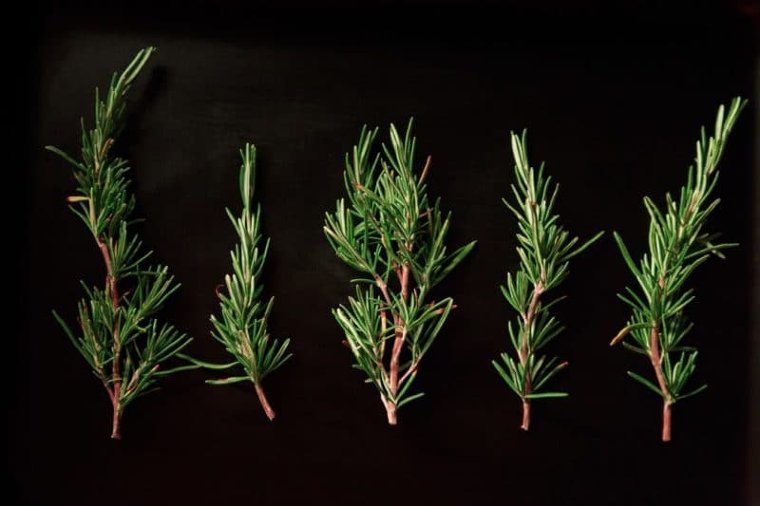 Rosemary