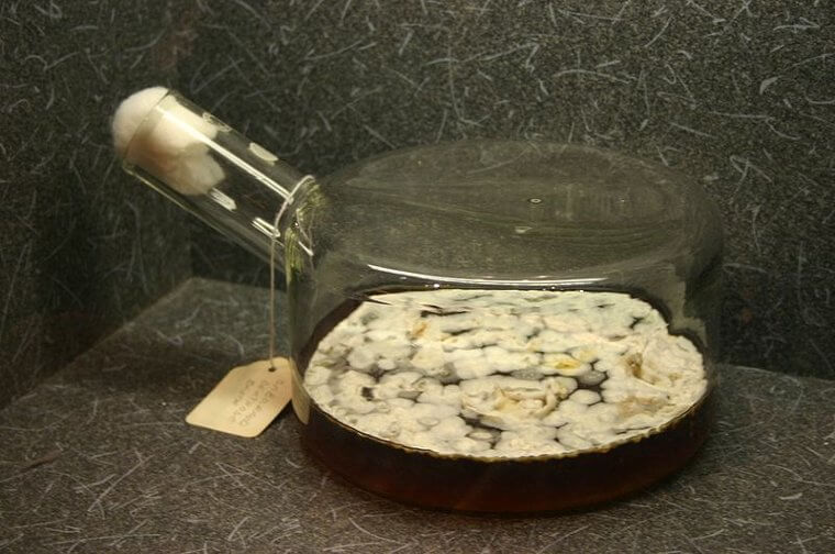 Alexander Fleming a accidentellement découvert le premier antibiotique dans une boîte de Petri moisie.