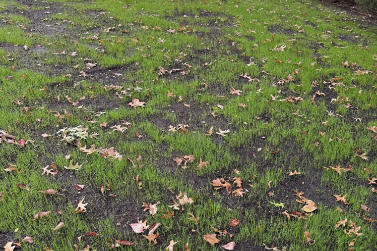 Removing All Fallen Leaves