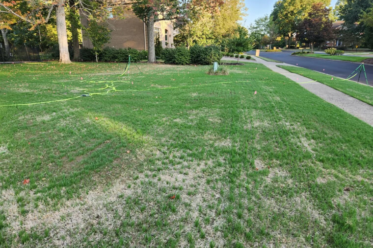 Not Reseeding the Lawn
