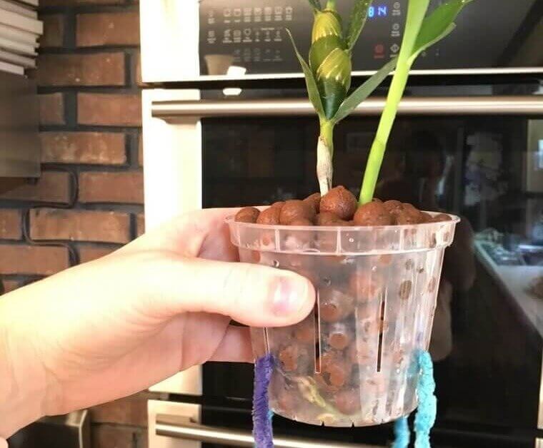 Improvised Plant Watering System That Misses the Mark