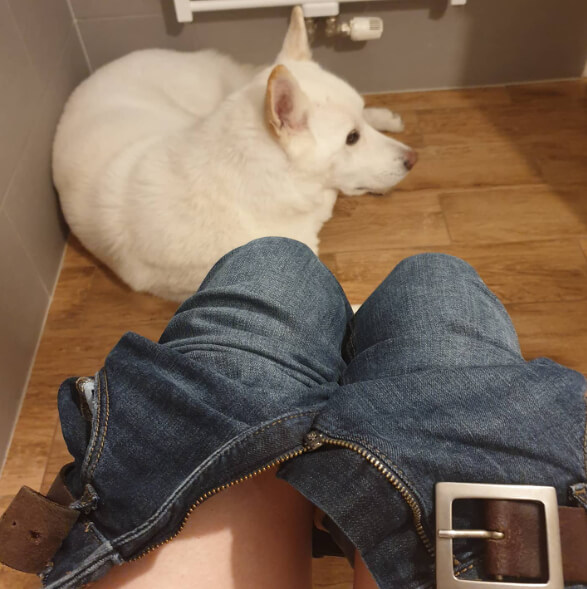 Waarom je hond je volgt naar de badkamer