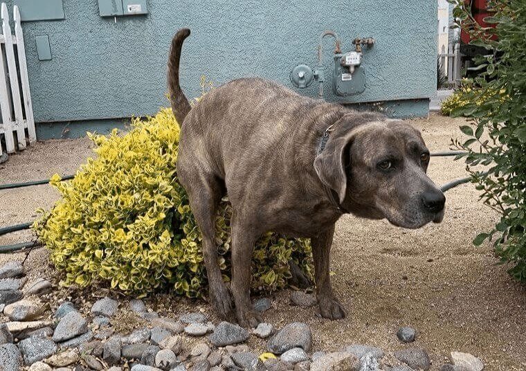 Protège tes chiens pendant qu'ils font caca