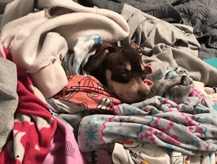 Fais attention à ce que ton chien ne vole pas tes vêtements