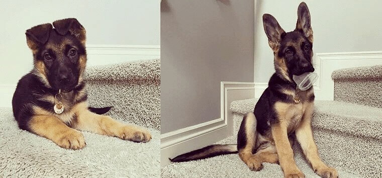 Il y a 18 muscles dans l'oreille d'un chien