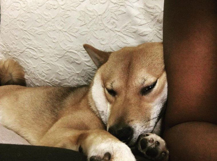 Voici ce que cela signifie quand ton chien s'appuie sur toi