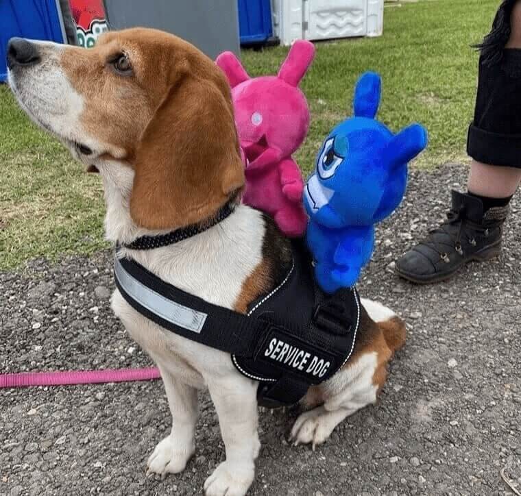 Les chiens d'assistance sont si importants et incroyables