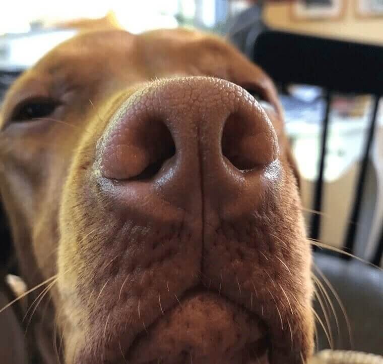 Doggie Noses Are Like Fingerprints