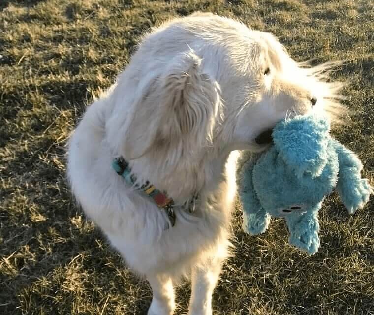 Emmener des jouets en ballade
