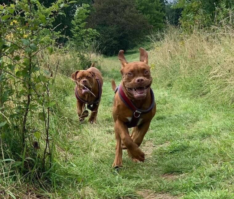 We Love When They Get The Zoomies