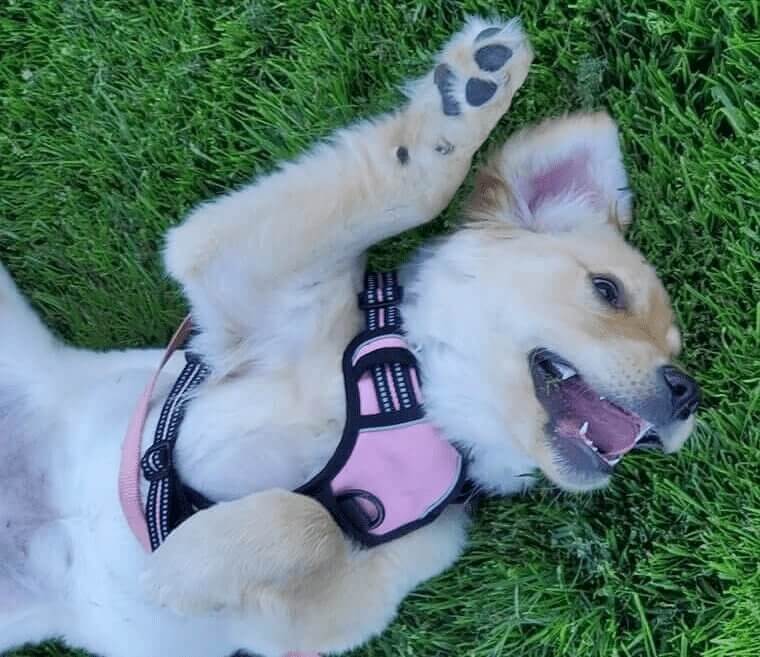 En général, les propriétaires de chiens adorent ou détestent les roulades