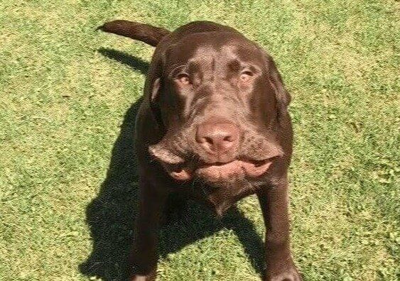 Wat betekent het als je hond niest?