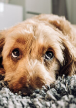 Consejos y trucos que te ayudarán a entender a tu perro