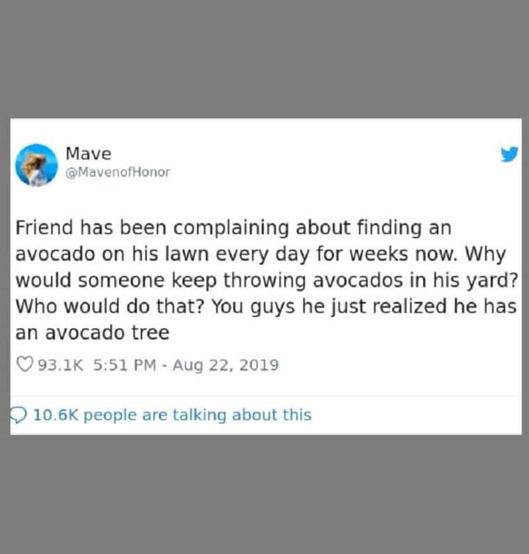 The trials and tribulations of owning an avocado tree