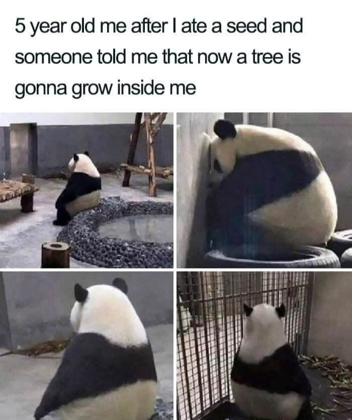 "A Watermelon Is Going To Grow In Your Stomach"