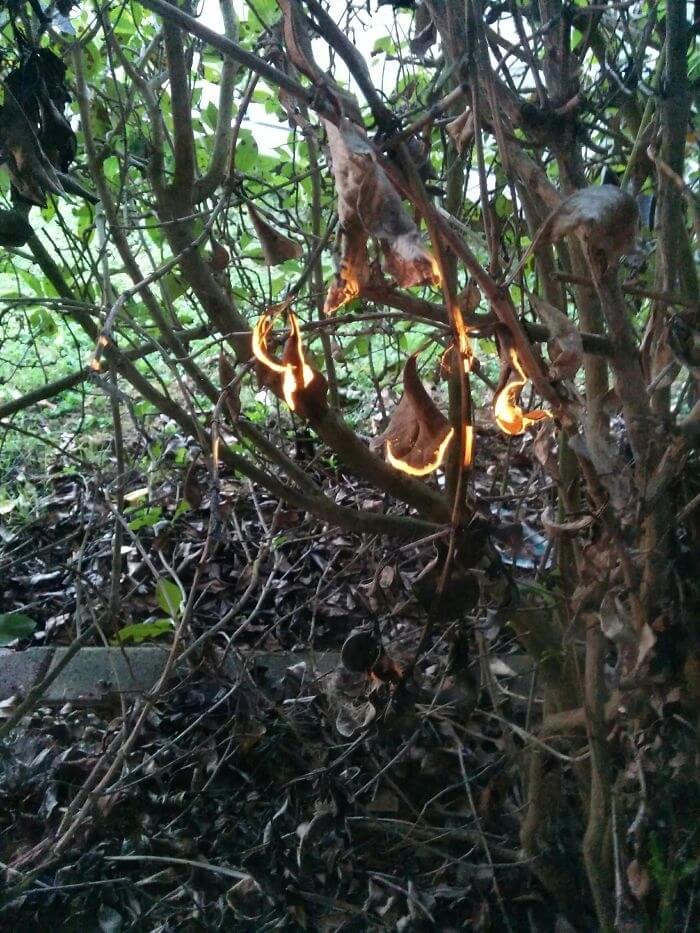 The Burning Bush