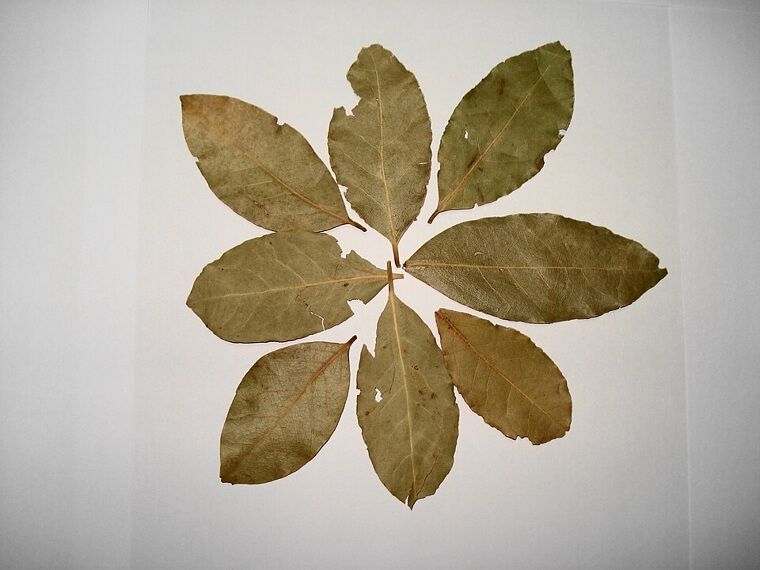 United Kingdom: Pinning 5 Bay Leaves to Your Pillow to Dream of Your Future Husband/Wife