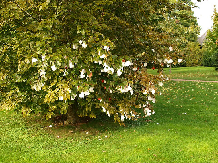France: The Village of Saint-Valentin Where Trees Are Adorned With Hearts and Buildings Are Filled With Flowers