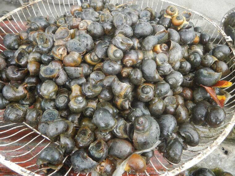 Shellfish in Warm Months